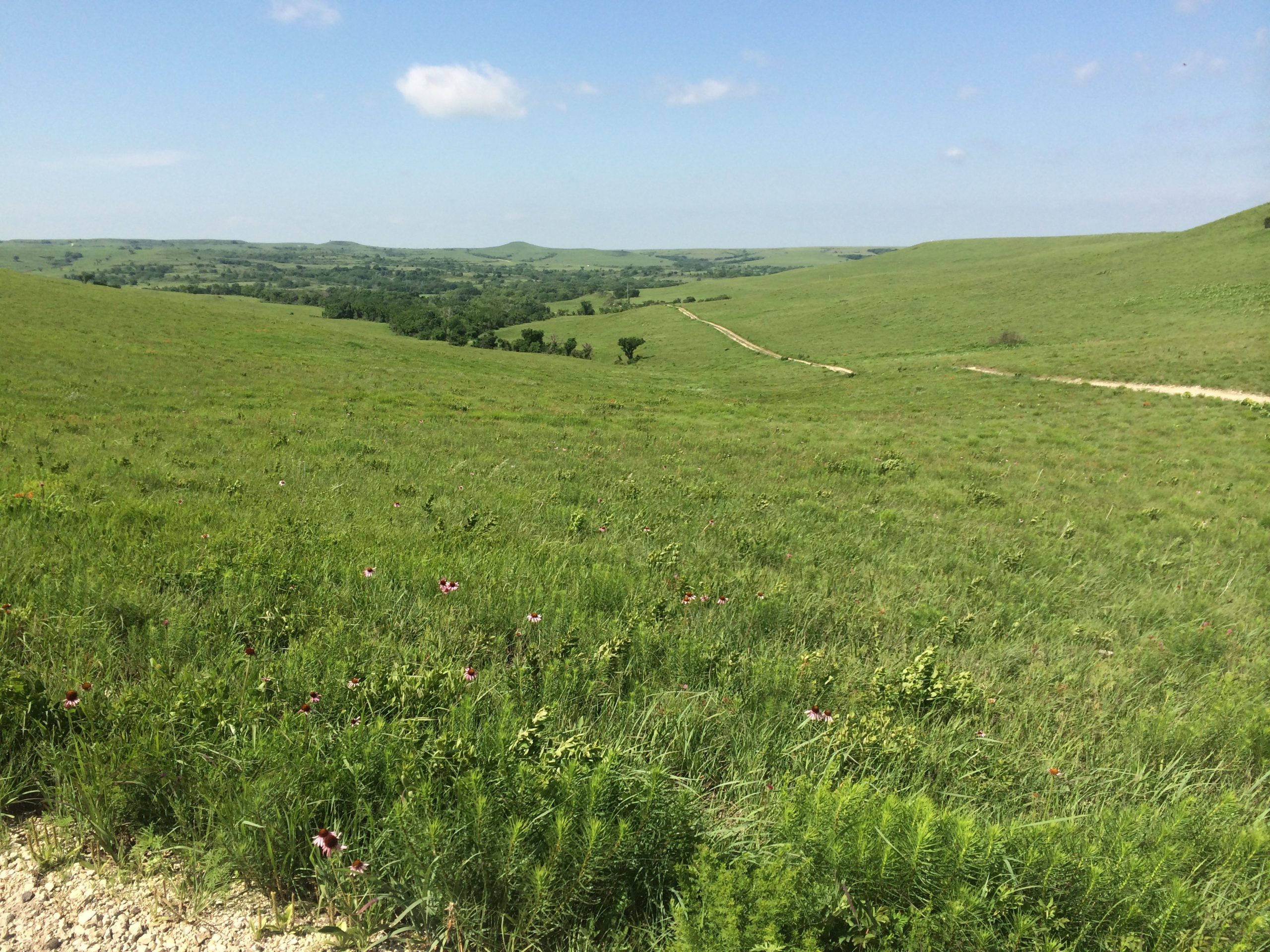Konza Prairie