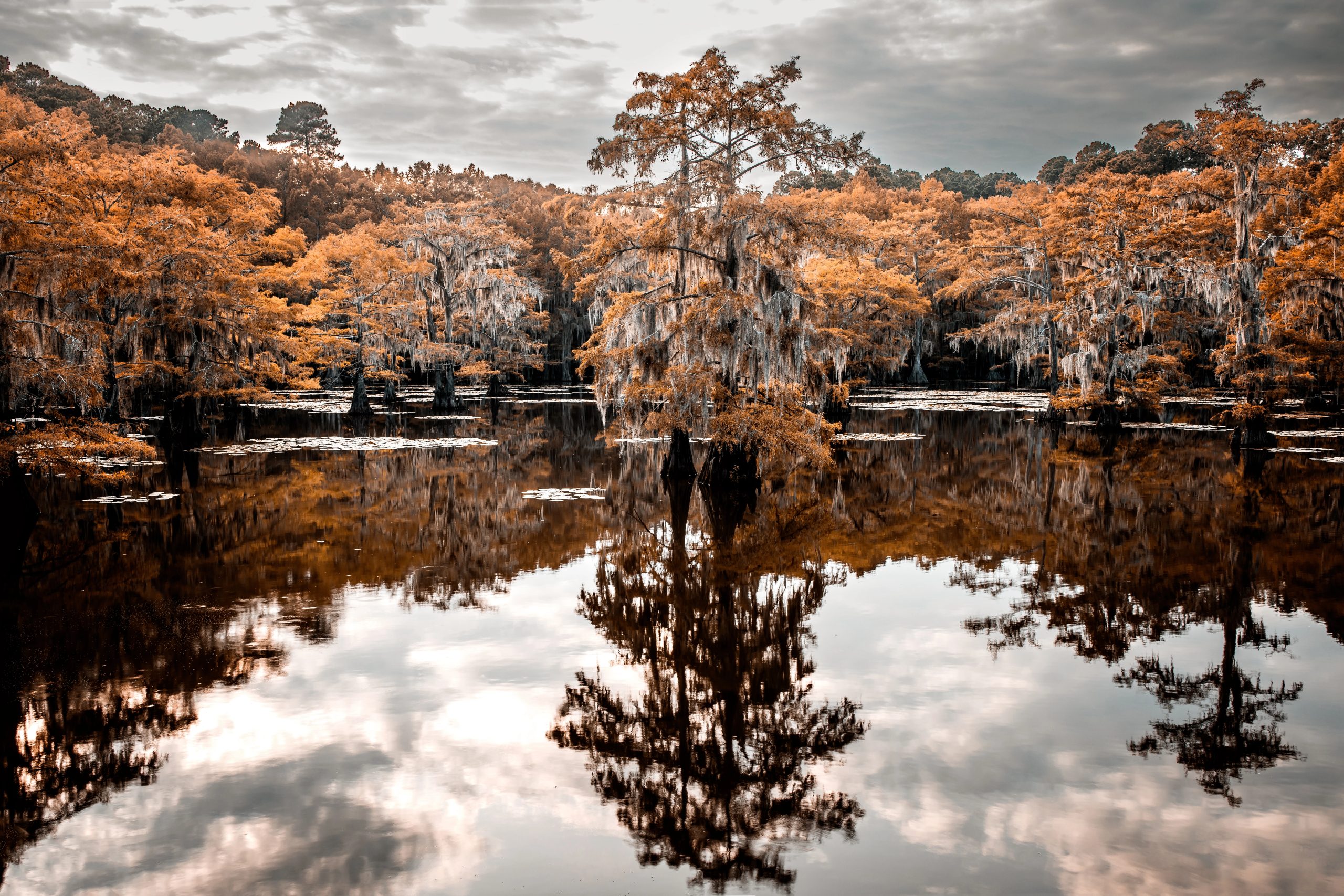 louisiana-caddo-lake-718954016 Caddo Lake